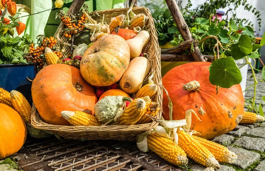Kürbis aus der Region