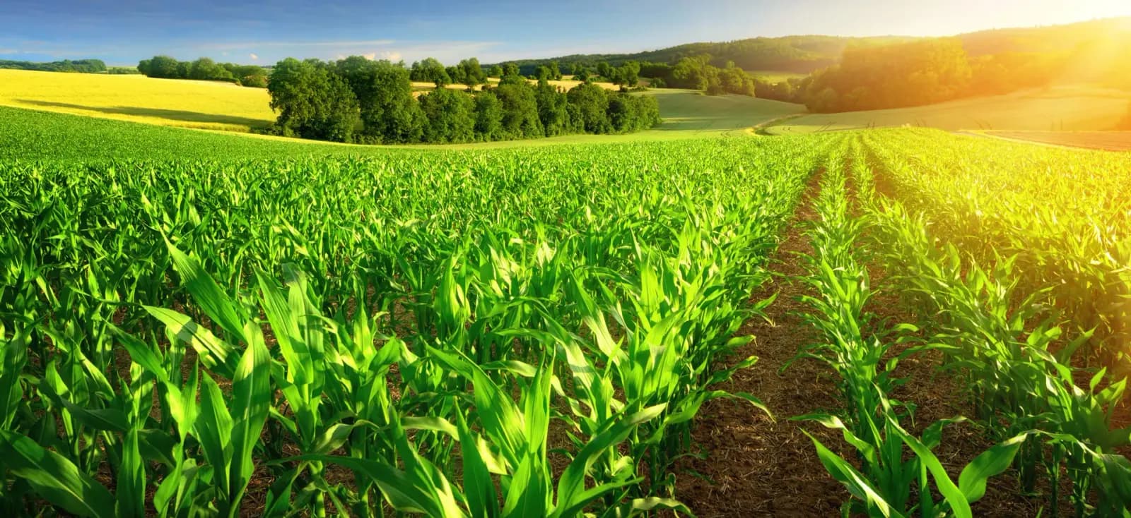 Zuckermaisfeld